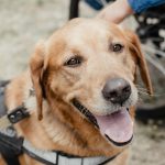Assistance Animals – A Nationally Consistent Approach
