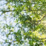 National Redress Scheme Eighth Anniversary Review